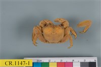 藏品(斑點擬相手蟹)的圖片